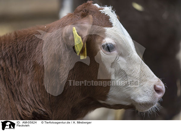 Fleckvieh / Simmental Cattle / AM-05824