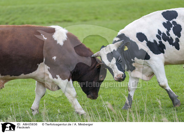 Fleckvieh / Simmental Cattle / AM-05836