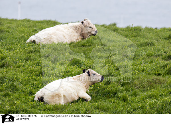 Galloways / Galloways / MBS-09775