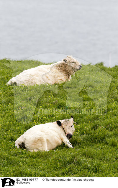 Galloways / Galloways / MBS-09777