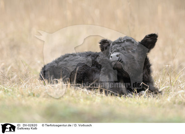 Galloway Kalb / Galloway calf / DV-02820