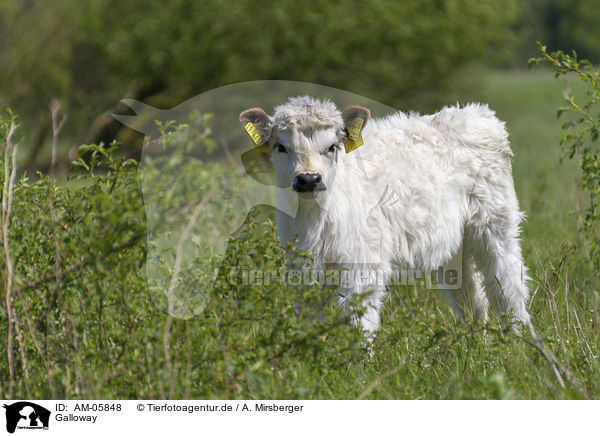 Galloway / AM-05848