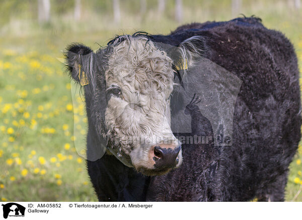 Galloway / Galloway / AM-05852