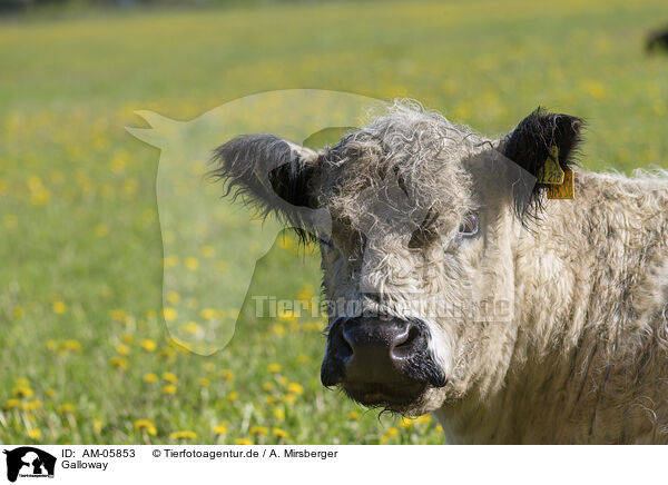Galloway / Galloway / AM-05853