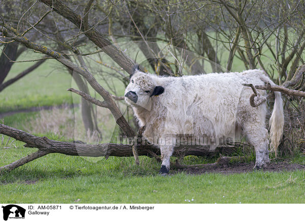 Galloway / AM-05871