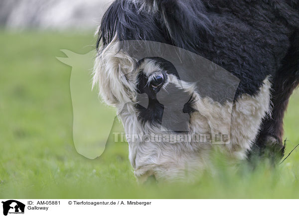 Galloway / Galloway / AM-05881