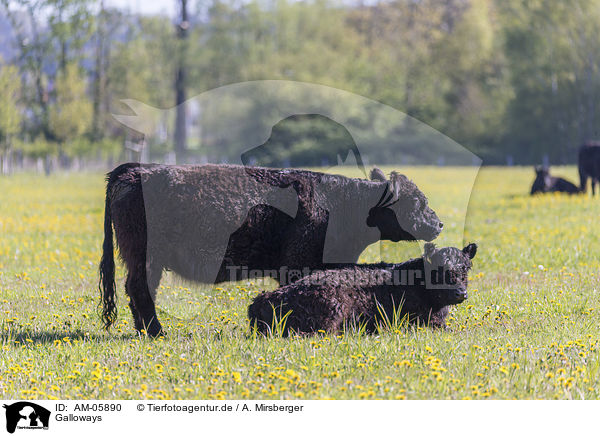 Galloways / AM-05890