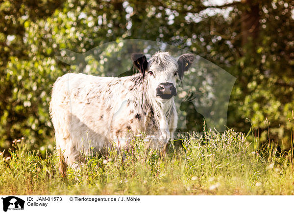 Galloway / JAM-01573