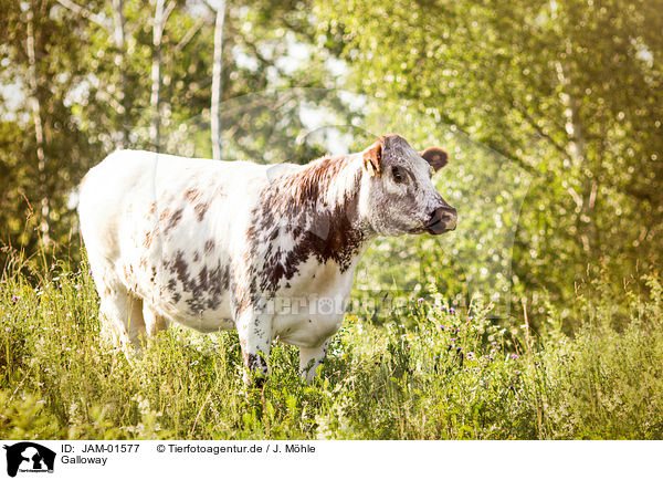 Galloway / JAM-01577