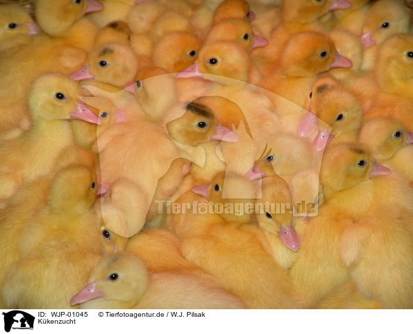 Kkenzucht / chicken breeding / WJP-01045