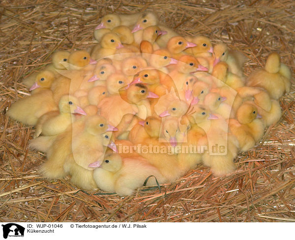 Kkenzucht / chicken breeding / WJP-01046