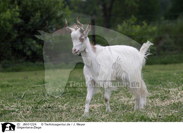 Girgentana-Ziege / Girgentana goat / JM-01224