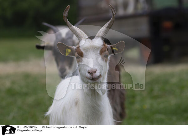 Girgentana-Ziege / Girgentana goat / JM-16269