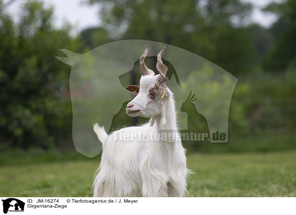 Girgentana-Ziege / Girgentana goat / JM-16274