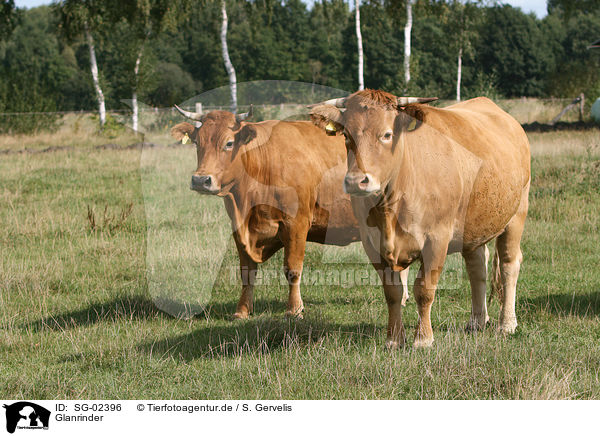 Glanrinder / cattles / SG-02396