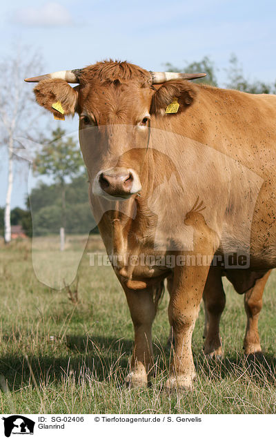 Glanrind / cattle / SG-02406