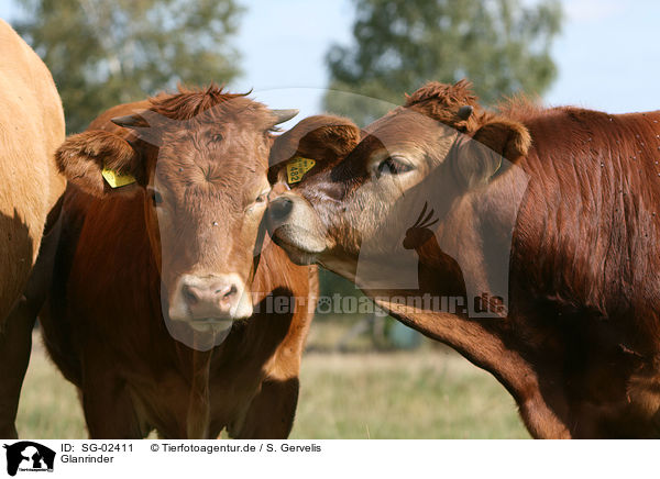Glanrinder / cattles / SG-02411