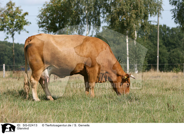 Glanrind / cattle / SG-02413