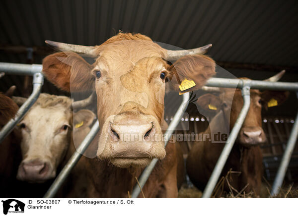 Glanrinder / Glan Cattle / SO-03807