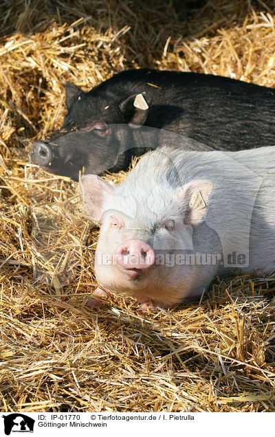 Gttinger Minischwein / Goettinger Minipig / IP-01770
