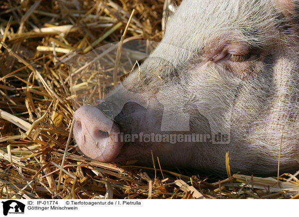 Gttinger Minischwein / Goettinger Minipig / IP-01774