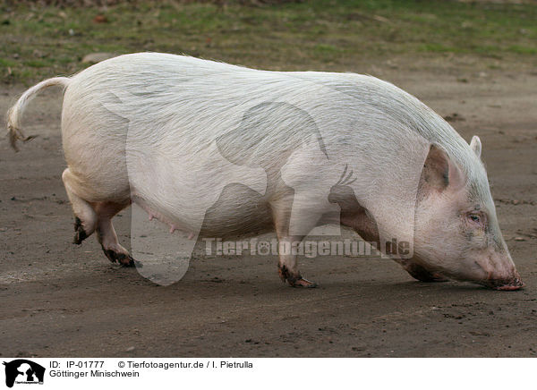 Gttinger Minischwein / Goettinger Minipig / IP-01777
