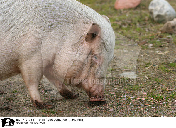 Gttinger Minischwein / Goettinger Minipig / IP-01781