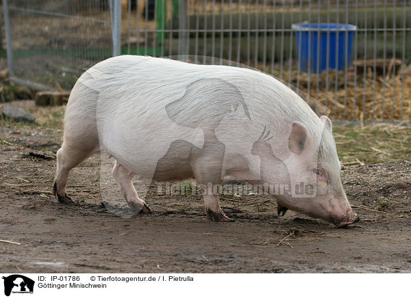 Gttinger Minischwein / Goettinger Minipig / IP-01786