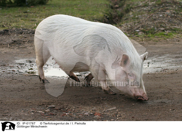 Gttinger Minischwein / Goettinger Minipig / IP-01787