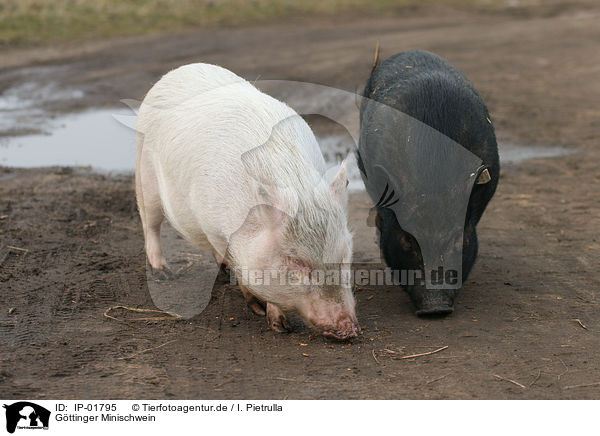 G�ttinger Minischwein / Goettinger Minipig / IP-01795