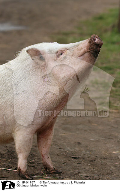 G�ttinger Minischwein / Goettinger Minipig / IP-01797
