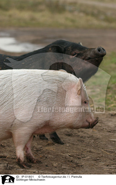 Gttinger Minischwein / Goettinger Minipig / IP-01801