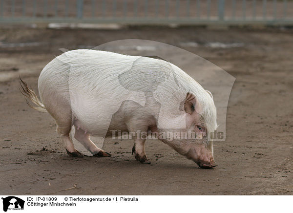Gttinger Minischwein / IP-01809