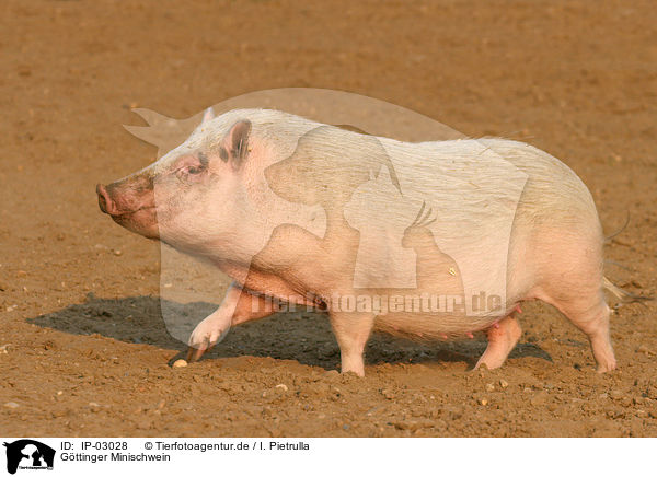 G�ttinger Minischwein / Goettinger Minipig / IP-03028