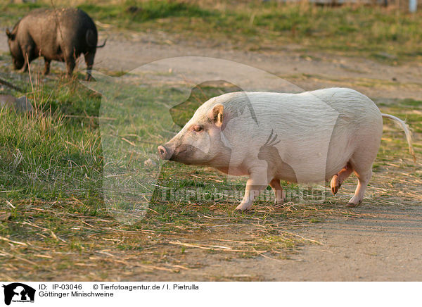 Gttinger Minischweine / IP-03046