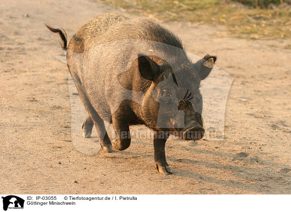 Gttinger Minischwein / Goettinger Minipig / IP-03055