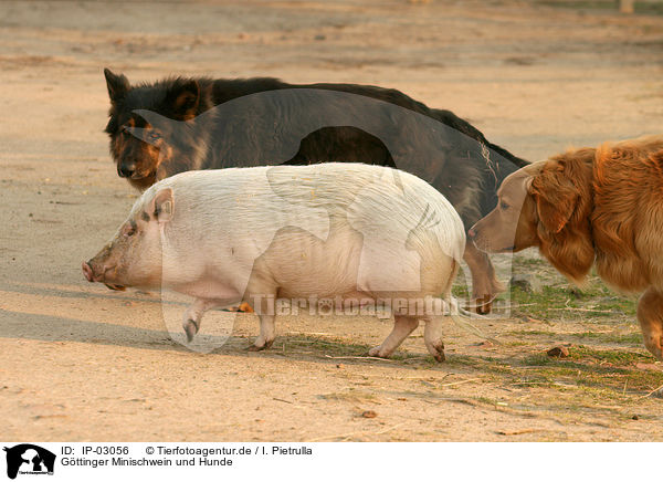 Gttinger Minischwein und Hunde / IP-03056