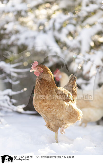 Goldsperber / gold sparrowhawk chicken / TBA-02878