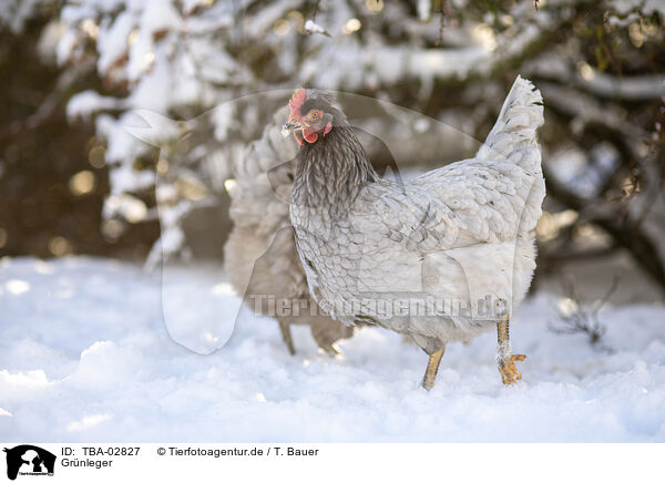 Grnleger / green egg layer / TBA-02827