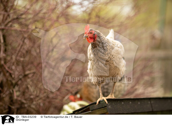 Gr�nleger / green layer / TBA-03239