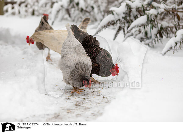 Gr�nleger / green layer / TBA-03274