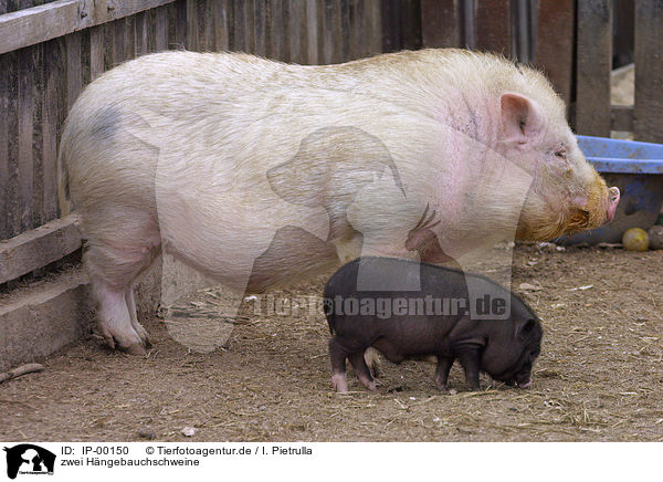 zwei Hngebauchschweine / two little pigs / IP-00150