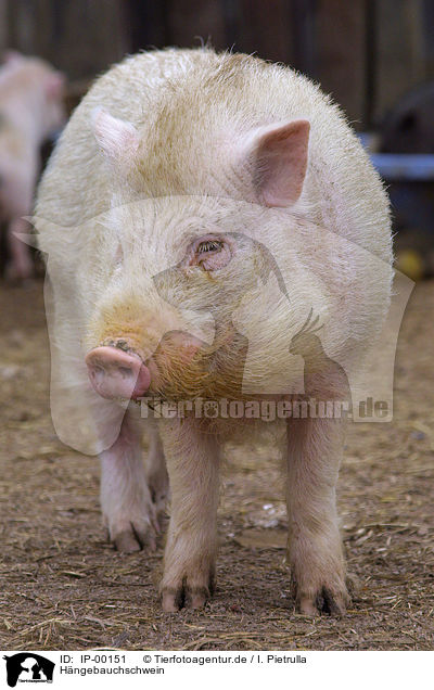 Hngebauchschwein / IP-00151