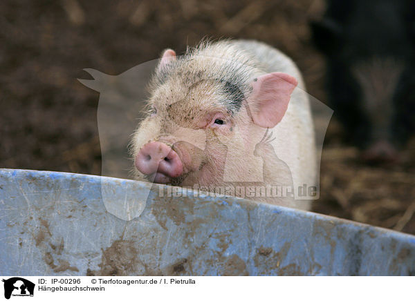 Hngebauchschwein / pot-bellied pig / IP-00296