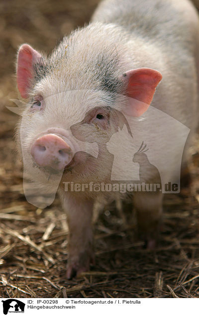 Hngebauchschwein / pot-bellied pig / IP-00298