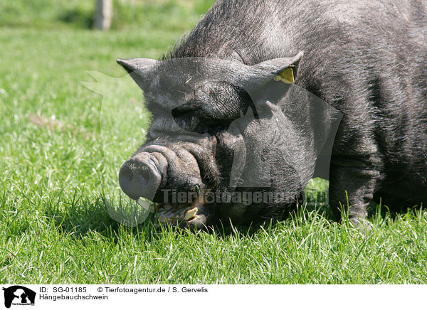 Hngebauchschwein / SG-01185