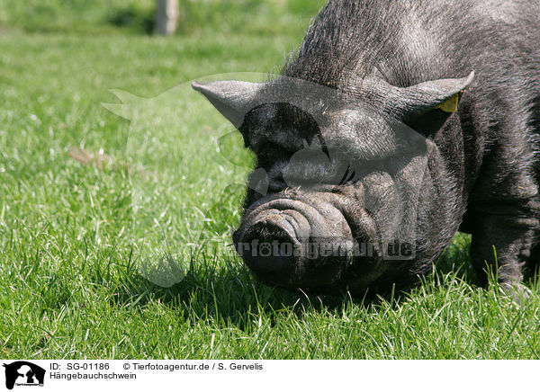 Hngebauchschwein / pot-bellied pig / SG-01186