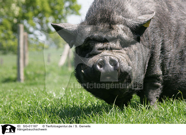 Hngebauchschwein / pot-bellied pig / SG-01187