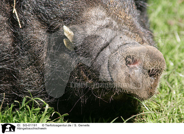 Hngebauchschwein / pot-bellied pig / SG-01191