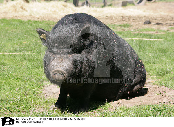 Hngebauchschwein / pot-bellied pig / SG-01194